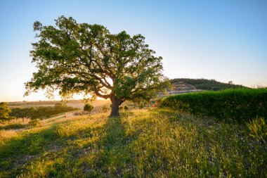 Akşam güneşi, Alentejo Portekiz Avrupa 'da eski Cork meşe ağacı (Quercus suber) ile Costa Vicentina' da güzel bir kırsal Portekiz manzarası