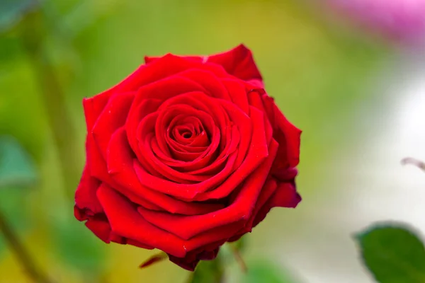 Zrich Şehrindeki Kendi Bahçesinde Güzel Kırmızı Gül Çiçeğinin Yakın Çekimi Stok Fotoğraf