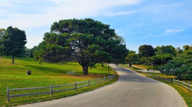 Ağaçlı ve Gökyüzü Açık Manzaralı Park Yolu. Ahşap çitlerle ve yemyeşil ağaçlarla kaplı dolambaçlı bir yolda huzurlu bir park manzarası.