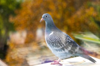 Doğal ışıkta bir çıkıntıya tünemiş bir güvercinin yakın çekimi. Bir çıkıntının üzerinde duran güvercinin detaylı bir fotoğrafı, doğal güneş ışığıyla aydınlatılmış.