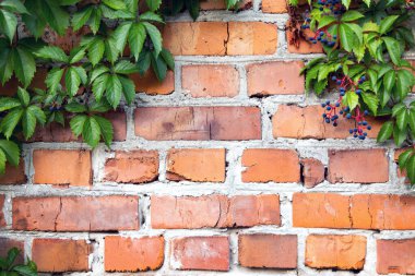 Yeşil asma ve böğürtlenli tuğla duvar. Yeşil sarmaşıklarla dolu canlı bir tuğla duvar ve içinde büyüyen küçük mavi böğürtlen kümeleri.