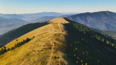 Sunset 'teki Mountain Ridge' in havadan görüntüsü. Gün batımında, yemyeşil çam ormanları ve altın çimenli yamaçlar arasındaki zıtlığı gösteren nefes kesici bir dağ sırtı manzarası.