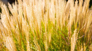 Güneş ışığında parlayan altın sarısı otlar. Sıcak güneş ışığında parlayan uzun otların altın sapları, yumuşak, bulanık bir arka planı var.