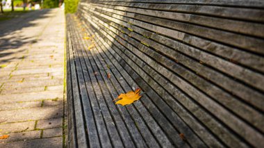 Boş bir park bankında yaprak sarısı yaprak. Sarı bir sonbahar yaprağı, yıpranmış ahşap bir park bankında tek başına dinlenir ve mevsimin sessiz ve yansıtıcı havasını yakalar.
