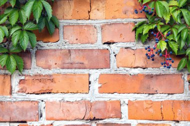 Yeşil sarmaşıklı ve mavi dutlu tuğla duvar. Geçmişi. Kırmızı tuğladan bir duvara yakın plan. Kısmen canlı yeşil sarmaşıklarla kaplı. Küçük mavi böğürtlen kümeleri.