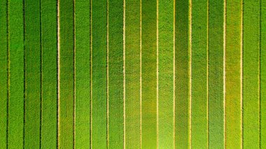 Yeşillik tarım arazilerinin havadan görünüşü. Çağdaş tarım tekniklerinin hassasiyetini gözler önüne seren, mükemmel hizalanmış yemyeşil ürün sıraları.