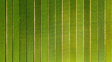 Yeşil Tarım Alanlarının Hava Görüntüsü. Geniş yeşil tarımsal alanların göz kamaştırıcı bir görüntüsü ve düzgün hizalanmış sıraları var.