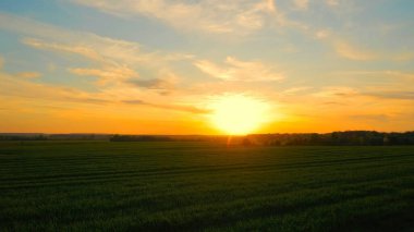 Yeşil arazide gün batımı manzarası. Gökyüzünü dolduran parlak turuncu ve sarı renkleri olan uçsuz bucaksız yeşil bir tarlanın üzerinde nefes kesici bir günbatımı.