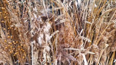 Kurumuş otlar ve bitkiler dokuyu kapatır. Çeşitli kurumuş çimenlerin, buğdayların ve bitkilerin yakınından geçerek doğal, dokulu bir desen oluşturuyorlar. Toprak tonlarıyla ve karmaşık detaylarıyla.