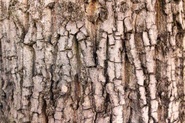Sert Ağaç Kabuğunun yakın çekim dokusu. Ağaç kabuğunun ayrıntılı yakın plan görüntüsü doğal dokusunu ve derin oyuklarını gözler önüne seriyor.