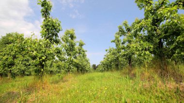 Mavi gökyüzünün altında yemyeşil bir meyve bahçesi. Güneşli bir günde çimenli yollar ve açık mavi gökyüzü ile çevrili yeşil ağaçlarla dolu canlı bir meyve bahçesi.
