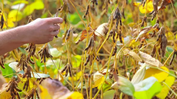 Olgun soya bitkilerini inceleyen çiftçi. Hasat mevsiminde canlı yeşil ve sarı yapraklarla çevrili bir tarlada olgun soya tohumlarını inceleyen bir elin yakın çekimi