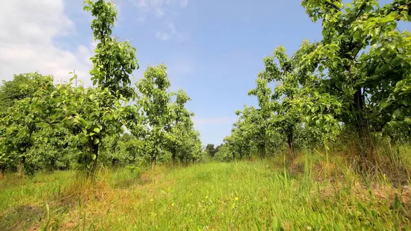 Mavi gökyüzünün altında yemyeşil bir meyve bahçesi. Güneşli bir günde çimenli yollar ve açık mavi gökyüzü ile çevrili yeşil ağaçlarla dolu canlı bir meyve bahçesi.