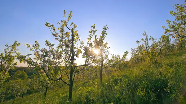 Gün batımında çiçek açan ağaçlarla dolu bir bahçe. Yamaç yamacında manzaralı bir meyve bahçesi çiçek açan ağaçlar, canlı yeşillikler ve açık bir gökyüzünün altında parlayan güneş.