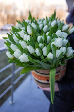 Beyaz lale buketi dokuma sepetinde. Dekoratif dokuma sepetine yerleştirilmiş büyük bir buket taze beyaz lale. Balkonda bir insan tarafından tutuluyor.
