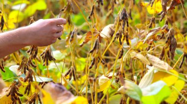 Bir tarladaki soya fasulyesi bitkilerini elle incelemek. Bir tarlada olgunlaşmış soya tohumlarını inceleyen birinin yakın çekimi.