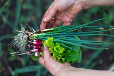 Taze toplanmış bahçe sebzeleri. Ev bahçesinden toplanan turp, marul ve yeşil soğan da dahil olmak üzere taze sebzeleri tutan ellerin yakın çekimi.