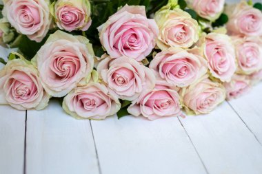 Beyaz ahşap üzerinde soluk pembe güller. Beyaz ahşap bir yüzeye dizilmiş güzel pembe güller, romantik bir çiçek kompozisyonu.