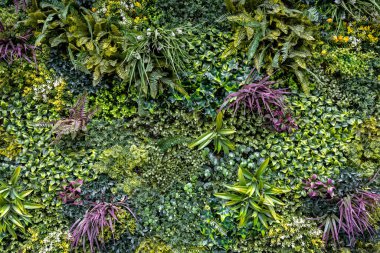 Renkli dikey yeşil duvar ve karışık bitkiler. Çeşit çeşit yeşil, mor ve sarı yapraklı yemyeşil dikey bahçe canlı, dokulu bir duvar tasarımı ile düzenlenmiştir.