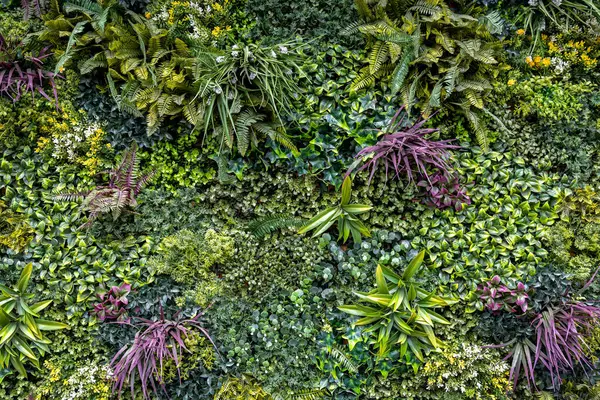 Renkli dikey yeşil duvar ve karışık bitkiler. Çeşit çeşit yeşil, mor ve sarı yapraklı yemyeşil dikey bahçe canlı, dokulu bir duvar tasarımı ile düzenlenmiştir.