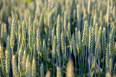 Gün batımında olgunlaşmamış buğday tarlasına yakın çekim. Güneş alan yeşil buğday çivilerinin makro görüntüsü, tarımsal büyüme, doğa güzelliği ve ürün geliştirme aşamalarını vurguluyor