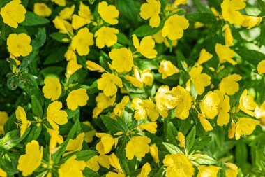 Parlak sarı çiçekli bir akşam çiçeği. Bir yaz bahçesinde yemyeşil yapraklarla çevrili, güneş ışığında açan canlı sarı akşam çiçekleri.