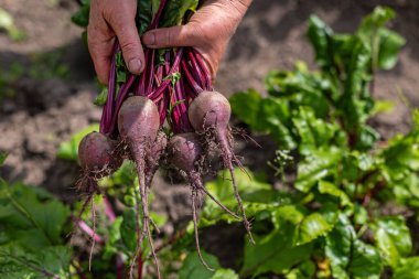 Yeni toplanmış pancarlar el ele tutuştu. Canlı bir sebze bahçesinde, üzerinde hala toprak olan taze toplanmış pancarları tutan bir elin yakın çekimi.