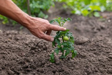 Topraktaki genç domates bitkisine elle dokunmak. İyi bakılmış bir bahçe yatağında büyüyen yeşil meyveli küçük bir domates bitkisine nazikçe dokunan bir insan resmi.