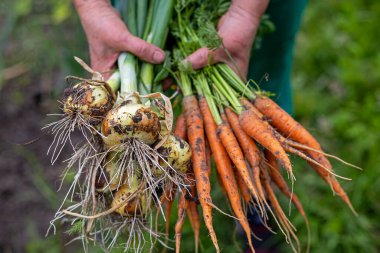 Taze Dug Havuçları ve Soğanları Tutan Kişi. Elleri taze toplanmış havuç ve üzerinde toprak olan soğan tohumu dolu, yemyeşil bir bahçede yakalanmış.
