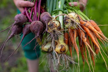 Bahçeden yeni toplanmış kök sebzeleri. Elinde hala zengin bahçe toprağıyla kaplı taze kazılmış havuç, pancar ve soğan demetleri tutan birinin yakın çekimi.