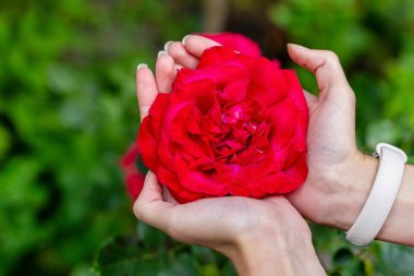 Bahçede canlı kırmızı gül tutan eller. Nazik ellerin yaklaşması büyük kırmızı bir gülü nazikçe okşaması, aşkı, güzelliği ve özeni sembolize eder.