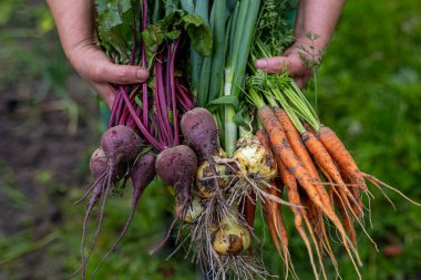 Bahçeden taze alınmış kök sebzeler. Topraktan taze toplanmış havuç, soğan, pancar ve yeşil soğan dolu bir demet tutan birinin yakın çekimi.