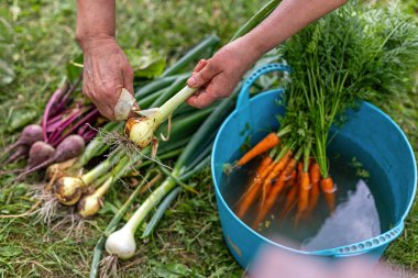 Yıkanmış havuçların yanında taze soğan soyuyorlar. Bir kova havuç, pancar ve çimenlerin üzerinde taze soğan tutan taze soğan toplayan eller.