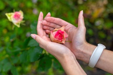 Pembe bir gül goncasını nazikçe tutan eller. Nazik ellerin yakın çekimi pembe bir gül goncasını nazikçe kucaklıyor, bakımı sembolize ediyor, sevgiyi, doğayı ve bir bahçede duygusal hassasiyeti.