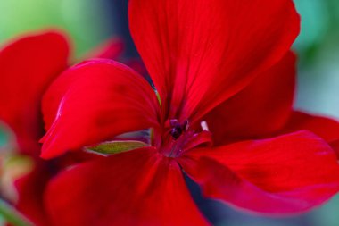 Canlı kırmızı sardunya çiçeğinin yakın çekimi. Parlak kırmızı bir sardunya çiçeğinin makro çekimi narin yeşil arka planda çiçek ve yaprakları gösteriyor.