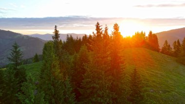 Dağ manzarasında çam ormanının üzerinde gün batımı. Çam kaplı tepelerin ardında batan altın güneş, yeşil bir dağ yamacında huzurlu ve manzaralı bir manzarayla ılık bir ışık saçıyor.