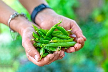 Taze toplanmış taze bezelyeleri tutan eller. Bir avuç taze bezelye kabuğunu nazikçe avuçlayan yetişkin ellerinin yakın plan, yumuşak bulanık bir arka planı olan bir bahçeden hasat edilmiş