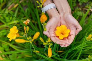 Bahçe Çiçeği 'nde Eller Beşik Sarı Lily. Sarmaş dolaş eller, canlı yeşil yapraklar ve çiçek açan tomurcuklarla çevrili parlak sarı bir zambağı nazikçe tutuyor.