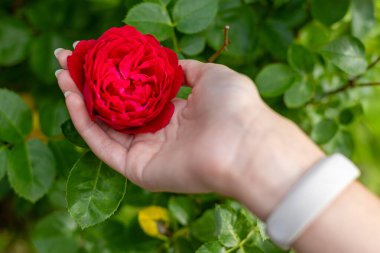 Bahçede Kırmızı Gül Çiçeği 'ni tutuyorum. Yakın plan bir el, yeşil yapraklarla çevrili koyu kırmızı bir gül çiçek beşiği doğal bir bahçe düzeninde.