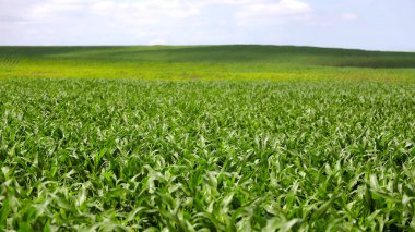 Yazın yemyeşil mısır tarlasının geniş manzarası. Parlak yaz gökyüzü altında geniş yeşil mısır tarlaları, büyüme mevsiminin zirvesinde sağlıklı ekin büyümesi ve tarım manzaraları sergiliyor.