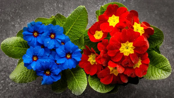 Blue Red Flowering Home Plant Top View — Stock Photo, Image