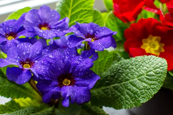 Blooming Red Blue House Flowers Close — Stock Photo, Image
