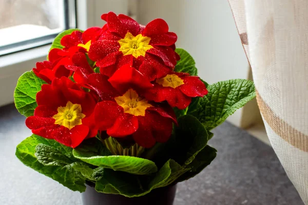Blühende Rote Hausblumen Topf Auf Der Fensterbank — Stockfoto