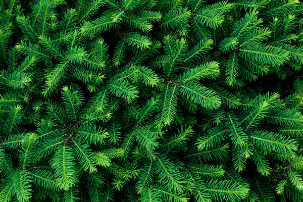 bright fresh green spruce branches background
