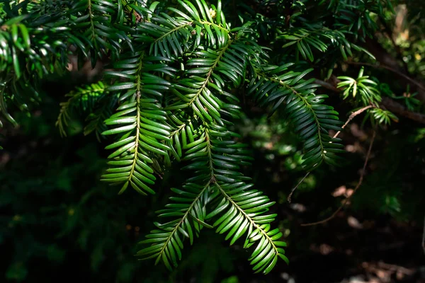 빛나는 태양의 초록색 가지들 — 스톡 사진