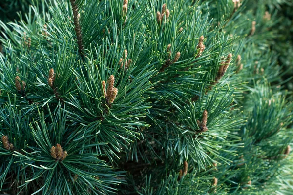 Ramuri Luxuriante Ale Unui Copac Iarnă Tânăr Pin Verde — Fotografie, imagine de stoc
