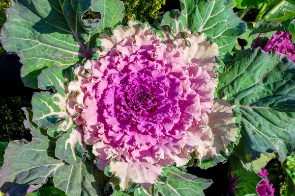 decorative lilac-colored cabbage flowering ornamental plant in the form of cabbage