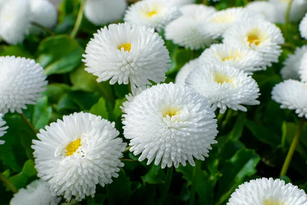 lush white opened chrysanthemum flower. meadow with flowers