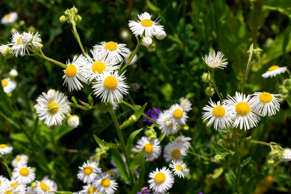 stock image small white chamomile flowers. wildflowers. blooming flowers. nature