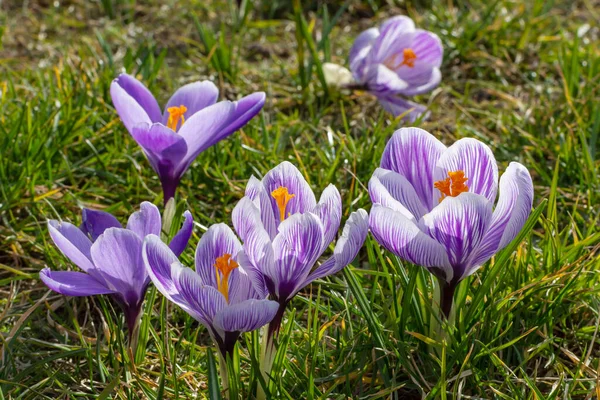 Kwitnący Pączek Krokusa Fioletowy Krokus Wiosną Kwitnący Krokus — Zdjęcie stockowe